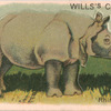 Rhinoceros.