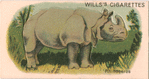 Rhinoceros.