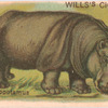 Hippopotamus.