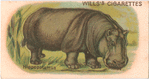 Hippopotamus.
