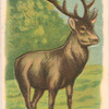 Red Deer.