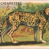 Cheetah.