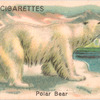 Polar Bear.