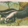 Great Ant Eater.