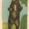 Brown Bear.
