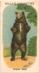 Brown Bear.