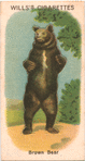 Brown Bear.
