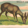 Roe Deer.