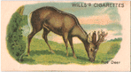Roe Deer.