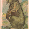 Prairie Dog.