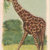 Giraffe.