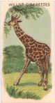 Giraffe.