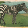 Mountain Zebra.
