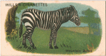 Mountain Zebra.