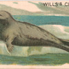 Seal.