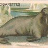 Walrus.