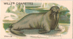 Walrus.