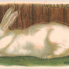 White Rabbit.