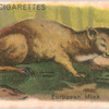 European Mink.