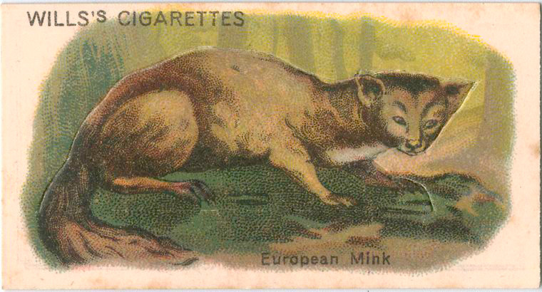 European Mink. - NYPL Digital Collections