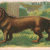 Dachshund.