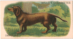 Dachshund.