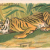Tiger.