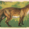Fox.