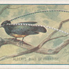 Alberts bird of paradise.