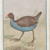 Bald coot.