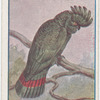 Banksia cocatoo.
