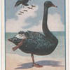 Black swan.