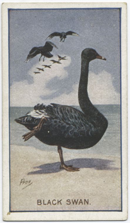 Black swan. - NYPL Digital Collections