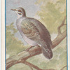 Bronze-winged pigeon.