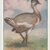 Bustard or Wild turkey.