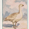 Cape Barren goose.