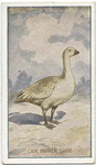 Cape Barren goose.