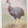 Cassowary.