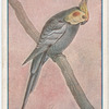 The Cockatiel.