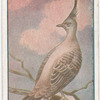 Crested bronze-winged pigeon.