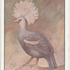 Crowned pigeon.