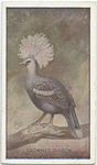Crowned pigeon.