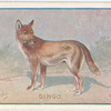 Dingo.