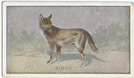 Dingo.