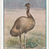 Emu.
