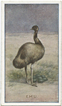 Emu.