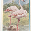 Flamingo.