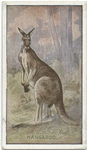 Kangaroo.