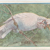 Long billed cockatoo.