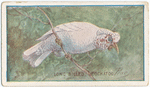 Long billed cockatoo.